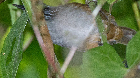 Grey-breasted Wood-Wren (Henicorhina leucophrys)