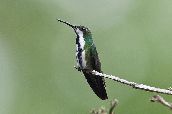Black-throated Mango (Anthracothorax nigricollis) female