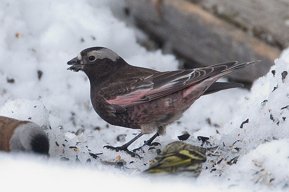 Gray-crowned Rosy-finch (Leucosticte tephrocotis)