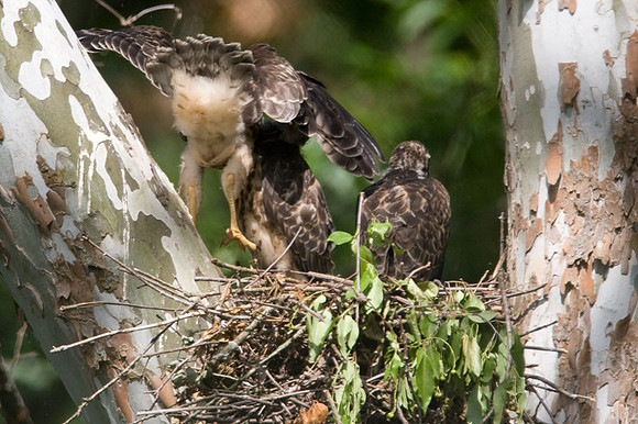 Red-shouldered Hawk (Buteo lineatus) juvenile
