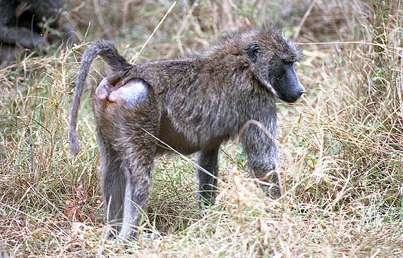 1988 Africa baboon img420