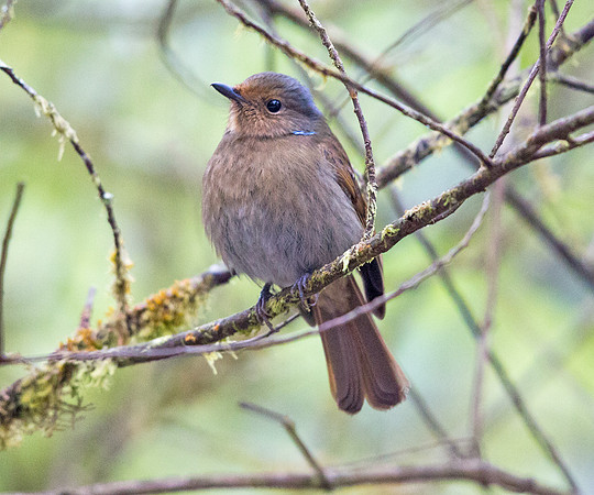 Large niltava (Niltava grandis) Female
