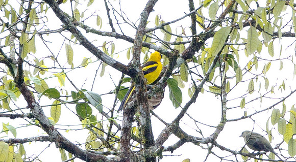 Yellow-tailed Oriole (Icterus mesomelas)