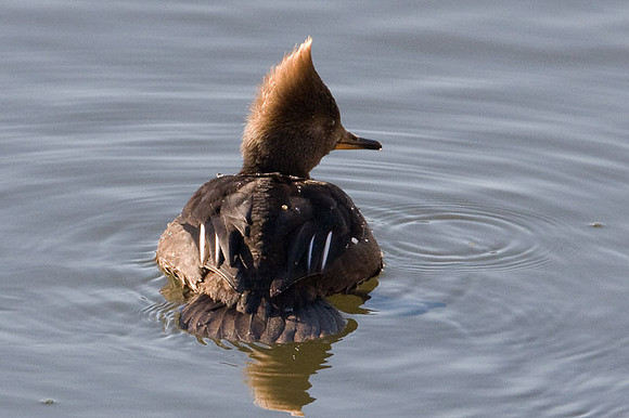 Hooded Merganser (Lophodytes cucullatus) female