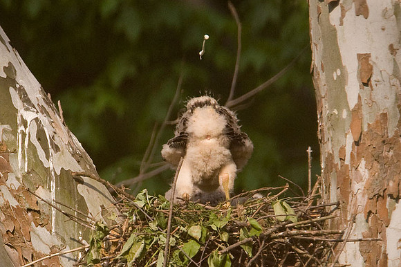 Red-shouldered Hawk (Buteo lineatus) juvenile