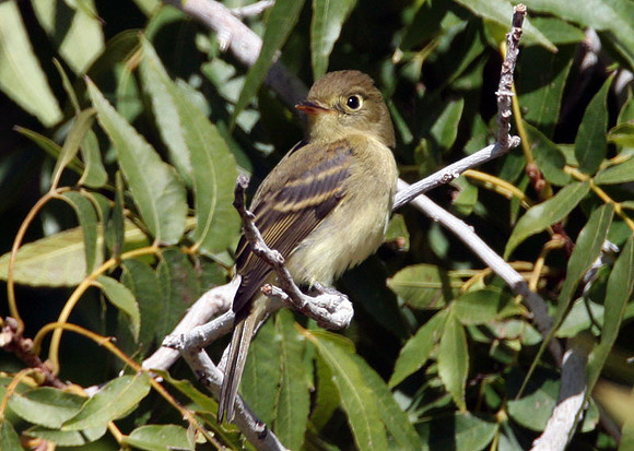 Cordilleran Flycatcher (Empidonax occidentalis)