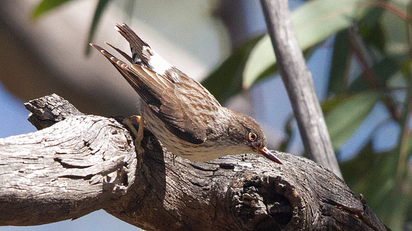 Varied sittella (Daphoenositta chrysoptera)