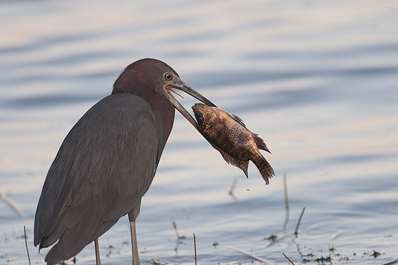 Little Blue Heron (Egretta caerulea)