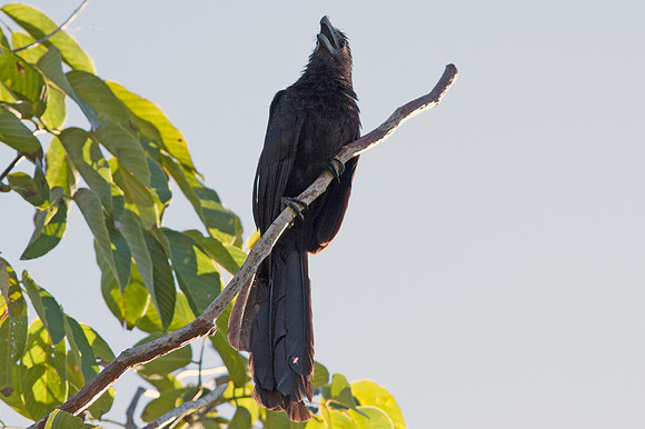 Smooth-billed Ani (Crotophaga ani)