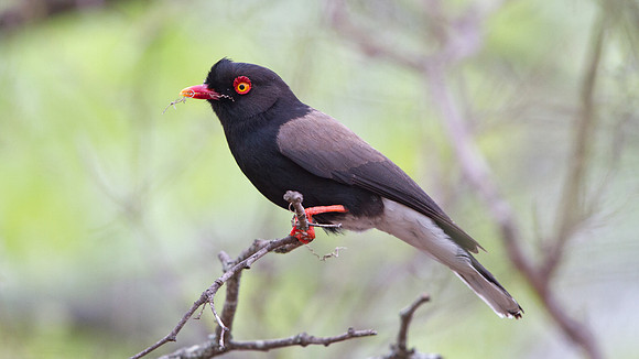 Retz's Helmetshrike (Prionops retzii)