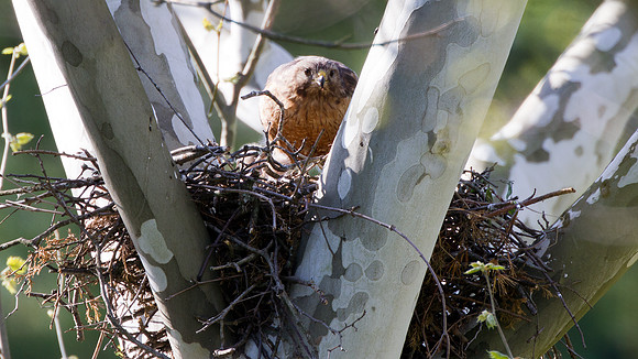 Red-shouldered Hawk feeding 3 chicks (Buteo lineatus)