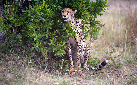 1988 Africa cheetah cub img433