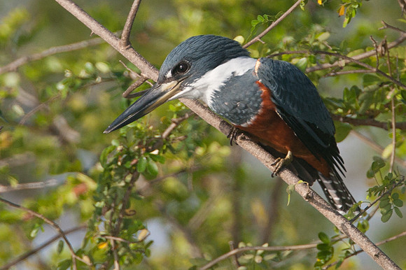 Ringed Kingfisher (Megaceryle torquata) female