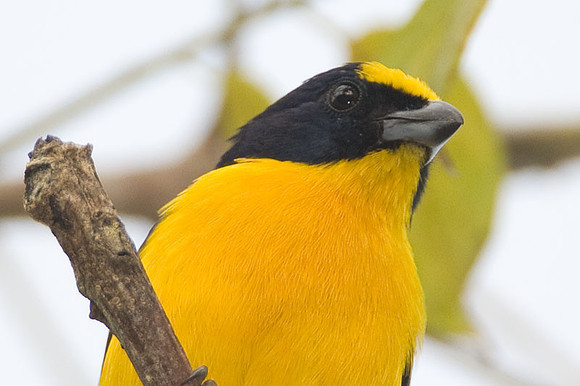Thick-billed Euphonia (Euphonia laniirostris) male