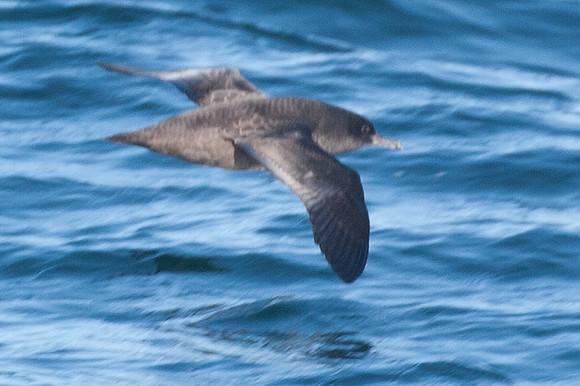 Sooty Shearwater (Puffinus griseus)