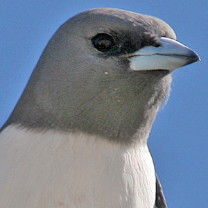 White-breasted Woodswallow (Artamus leucorynchus)