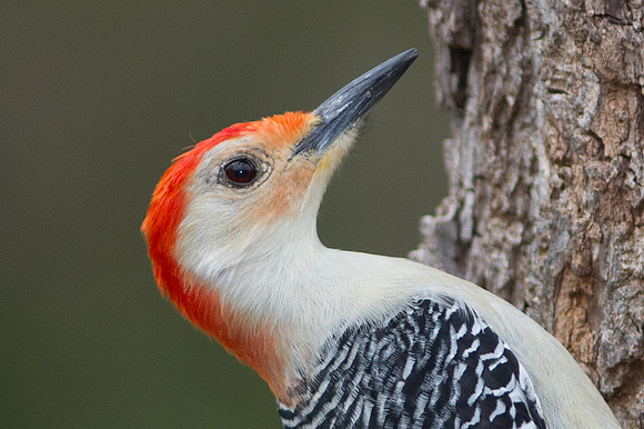 Red-bellied Woodpecker (Melanerpes carolinus) Male