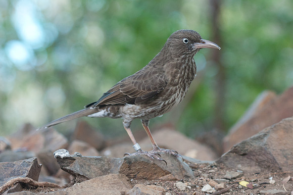 Pearly-eyed Thrasher (Margarops fuscatus)