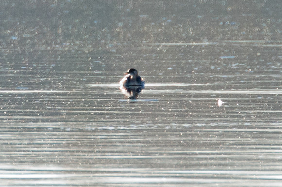 Little Grebe (Tachybaptus ruficollis)