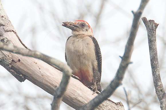 Yucatan Woodpecker (Melanerpes pygmaeus)