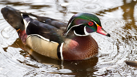 Wood Duck (Aix sponsa) male; also known as Carolina Duck