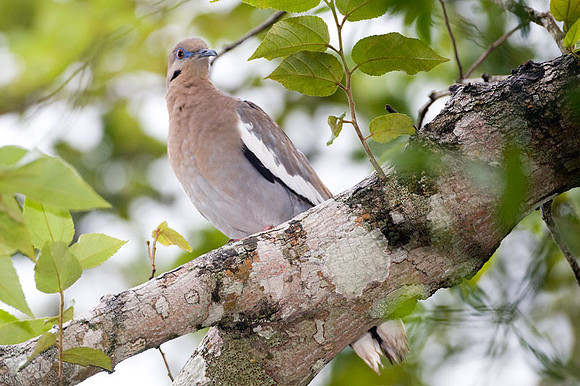 White-winged Dove (Zenaida asiatica)
