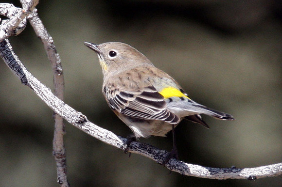 Audubon's Warbler (Dendroica coronata auduboni)