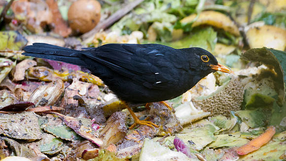 Glossy-black Thrush (Turdus serranus)