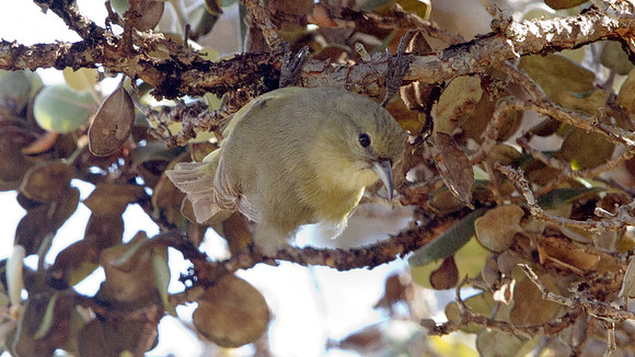 ʻAmakihi (Hemignathus virens)