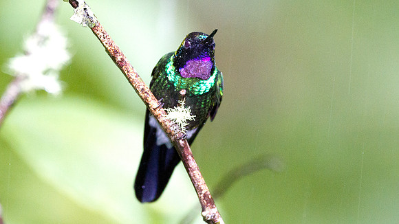 Tourmaline Sunangel (Heliangelus exortis)