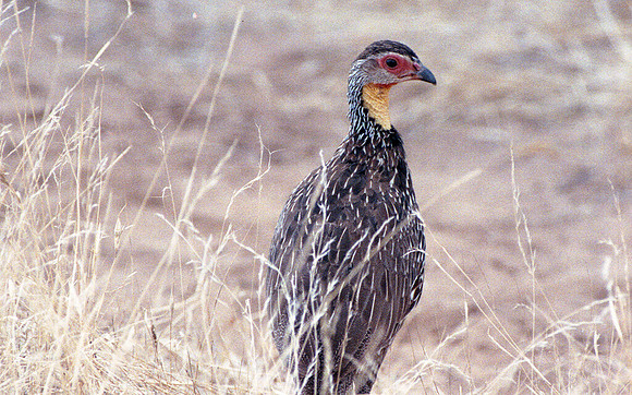 Yellow-necked Spurfowl (Francolinus leucoscepus)