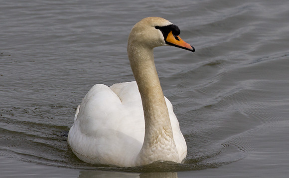 Mute Swan (Cygnus olor)
