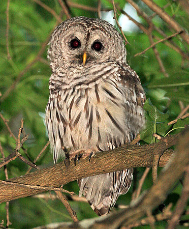 Barred Owl (Strix varia)