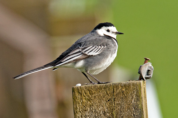 White Wagtail (motacilla alba yarrellii)