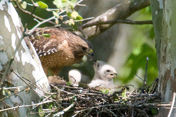 Red-shouldered Hawk (Buteo lineatus) adult and juvenile