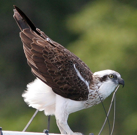 Osprey (Pandion haliaetus)