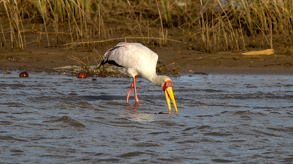 Yellow-billed Stork (Mycteria ibis)