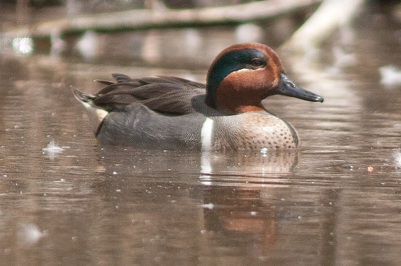 Green-winged Teal (Anas carolinensis) male