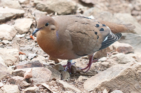 Zenaida Dove (Zenaida aurita)