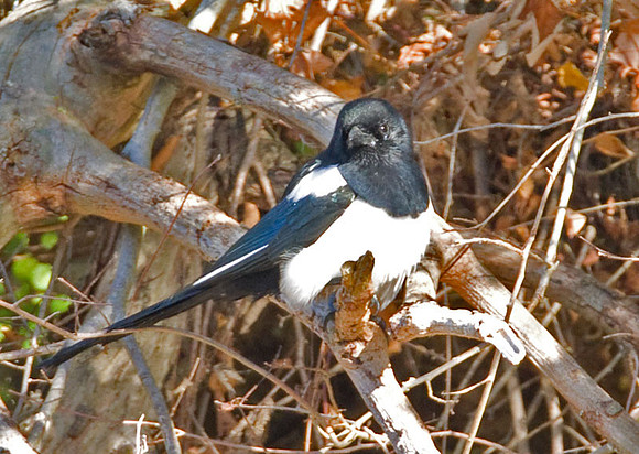 European Magpie (Pica pica) also known as Eurasian Magpie, Common Magpie