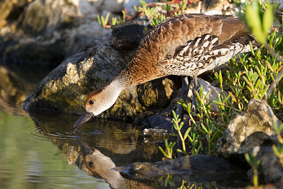 West Indian Whistling Duck (Dendrocygna arborea) also known as Black-billed Whistling Duck, Cuban Whistling Duck