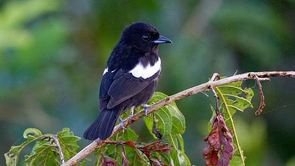 White-shouldered Tanager (Tachyphonus luctuosus) Male