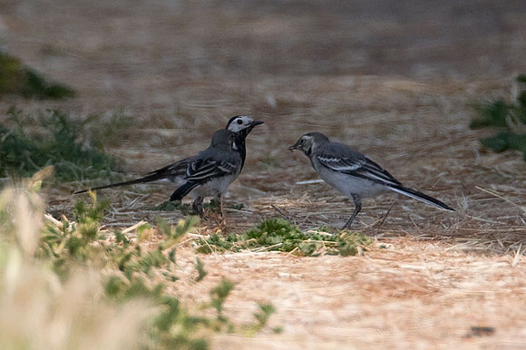 White Wagtail (Motacilla alba)