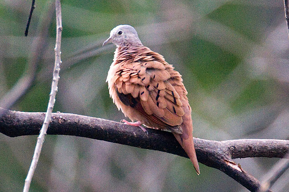 Ruddy Ground Dove (Columbina talpacoti)