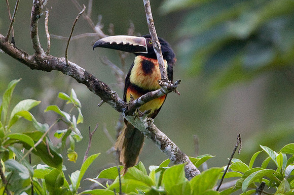 Collared Aracari (Pteroglossus torquatus)