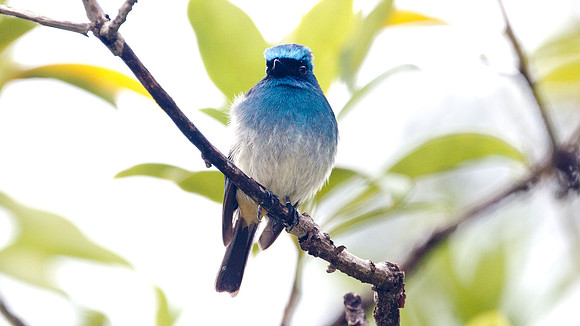 Indigo Flycatcher (Eumyias indigo)