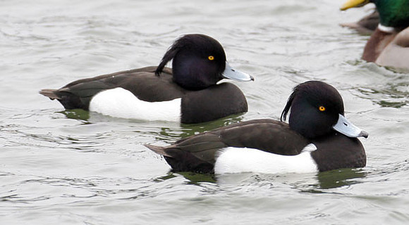 Tufted Duck (Aythya fuligula) male