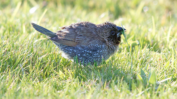 Scaly-breasted Munia (Lonchura punctulata)