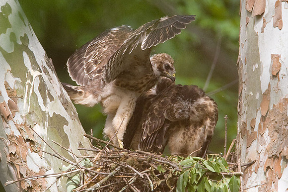 Red-shouldered Hawk (Buteo lineatus) juvenile