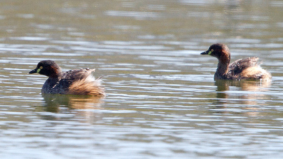 Australasian grebe (Tachybaptus novaehollandiae) Breeding